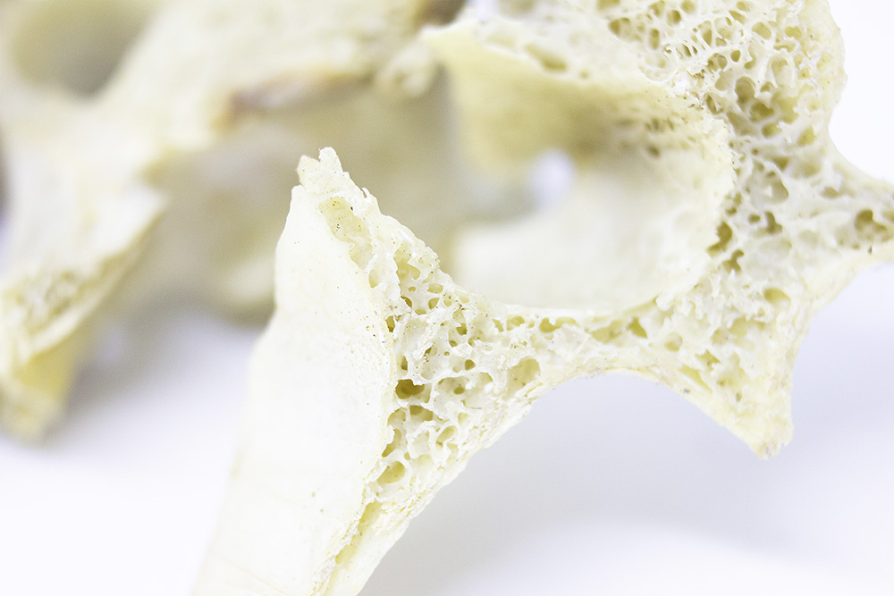 Knochenquerschnitt zeigt Struktur und Dichte